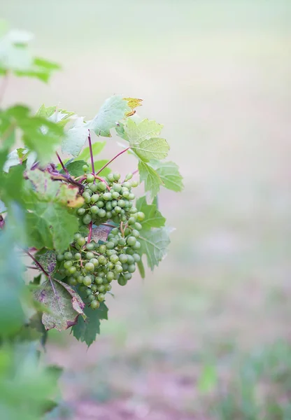 Junge Weinrebe Sommergarten — Stockfoto