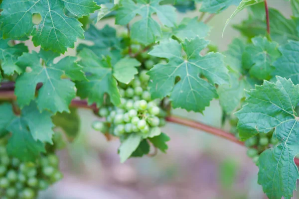 Vinha Uva Jovem Jardim Verão — Fotografia de Stock