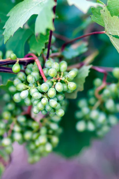 Young Grape Vine Summer Garden — Stock Photo, Image