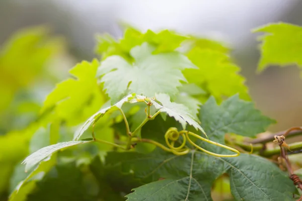 Jonge Wijnstok Zomertuin — Stockfoto