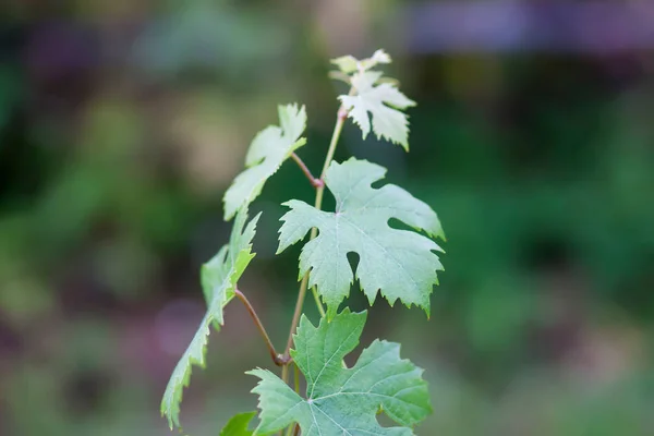Young Grape Vine Summer Garden — Stock Photo, Image