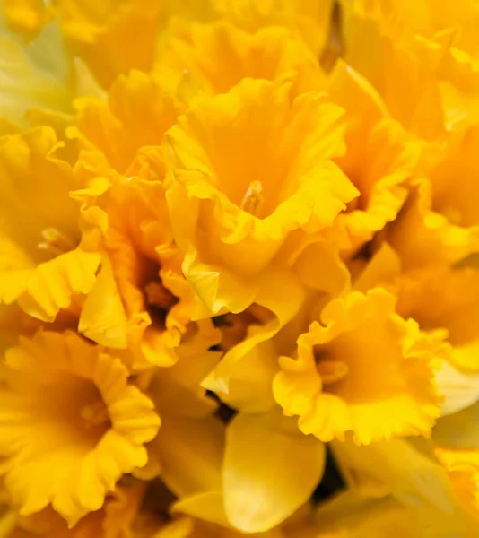 Κίτρινο Λουλούδι Νάρκισσος Φυτό Ασφόδελος Στο Μπλε Γυάλινο Βάζο Μπλε — Φωτογραφία Αρχείου