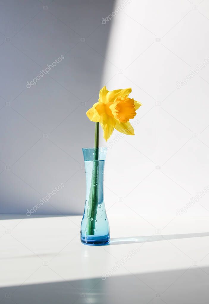Yellow narcissus flower or daffodil plant in the blue glass vase on white background.