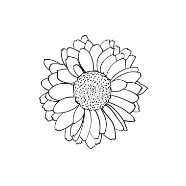 Rudbeckia çiçeğinin taslak biçimli illüstrasyonuName