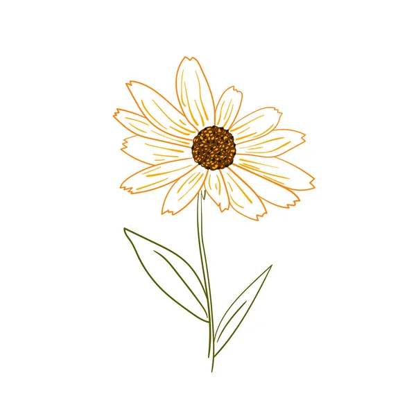 Εικονογράφηση Διάνυσμα Του Κίτρινου Λουλουδιού Rudbeckia Λευκό Φόντο — Διανυσματικό Αρχείο