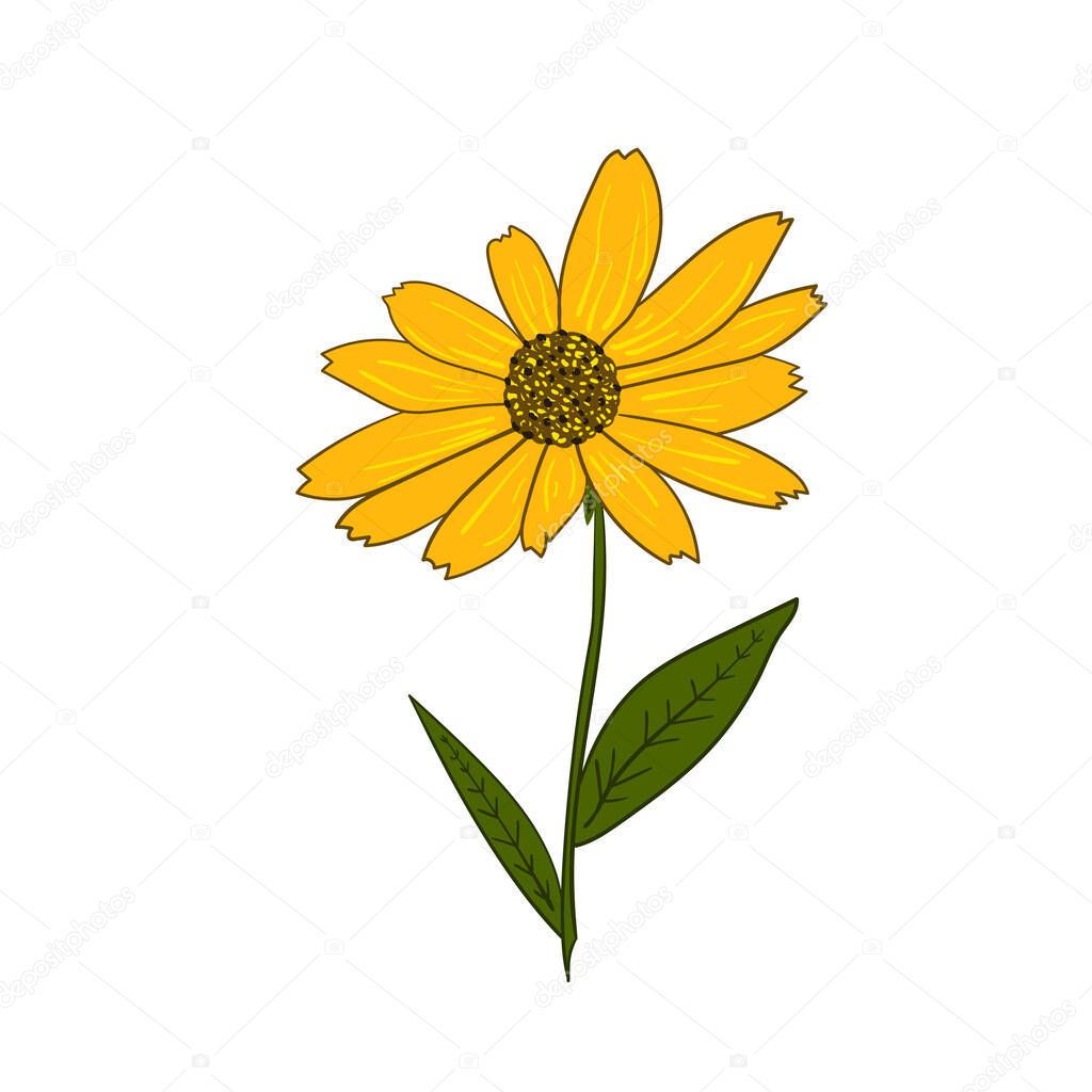 Vector illustration of the yellow rudbeckia flower on white background.