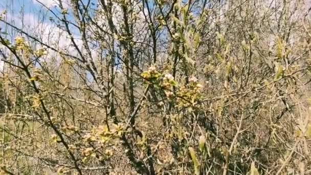 Closeup Footage Spring Flowering Trees — Stockvideo