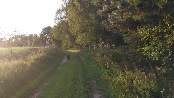 Mischlingshund Auf Der Grünen Wiese Grünen Bellende Haustiere — Stockvideo