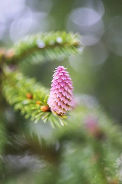 Bahar ormanındaki firavun ağacı Nisan ayında genç kozalaklarla birlikte. Mevsimsel doğa ayrıntıları.