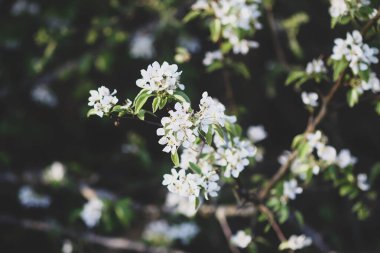 Bahar bahçesindeki kiraz ağacı dalında beyaz çiçekler.