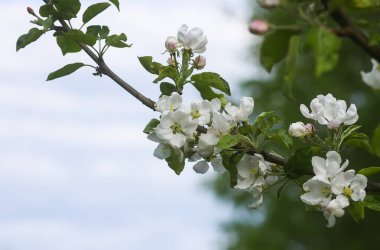 Bahar bahçesindeki elma dalında beyaz çiçekler.