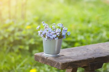 Forget-me-not blue spring garden flowers bouquet outdoors on the wooden bench clipart
