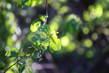 Güneş ışığında yeşil çimen.