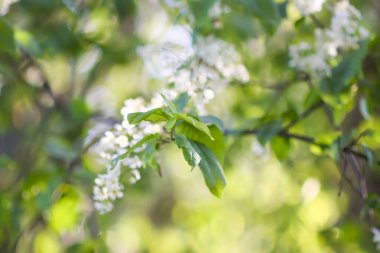 Yeşil yapraklardan oluşan arka planda güzel bahar çiçekleri