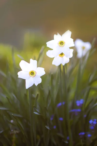Narciso Blanco Flores Jardín Primavera Plantas Narciso Luz Del Sol — Foto de Stock