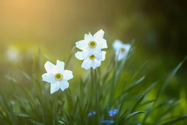 Narciso Blanco Flores Jardín Primavera Plantas Narciso Luz Del Sol — Foto de Stock