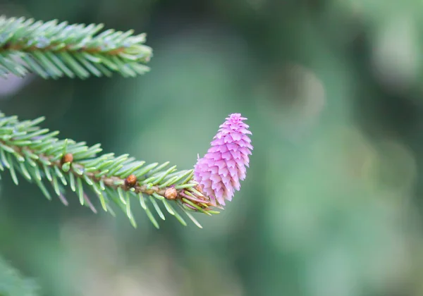 Árvore Abeto Floresta Primavera Com Cones Suaves Jovens Abril Dados — Fotografia de Stock