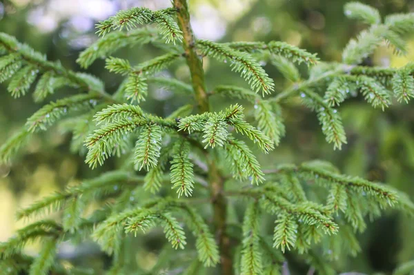 Tanne Frühlingswald Mit Den Jungen Weichen Zapfen April Details Saisonaler — Stockfoto