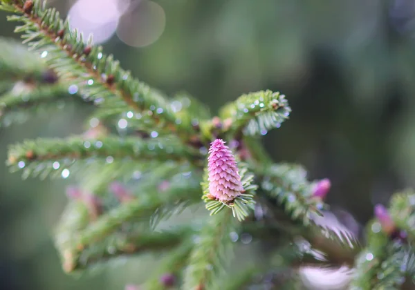 Abete Foresta Primavera Con Coni Morbidi Giovani Aprile Natura Stagionale — Foto Stock