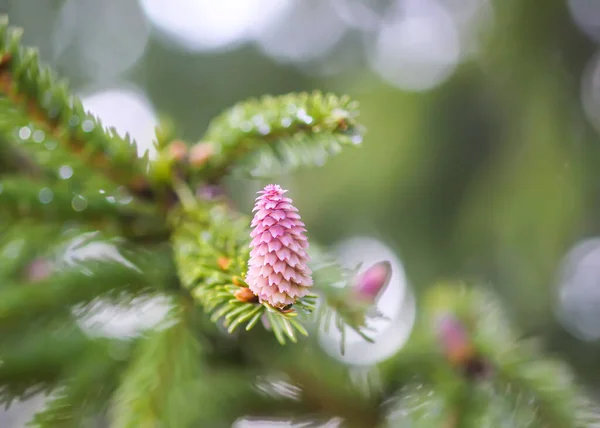 4月に若い柔らかいコーンで春の森の中のモミの木 四季の自然詳細 — ストック写真