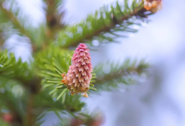 Fir Tree Spring Forest Young Soft Cones April Seasonal Nature — Stock Photo, Image