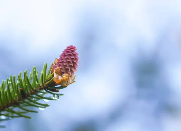 Árvore Abeto Floresta Primavera Com Cones Suaves Jovens Abril Dados — Fotografia de Stock