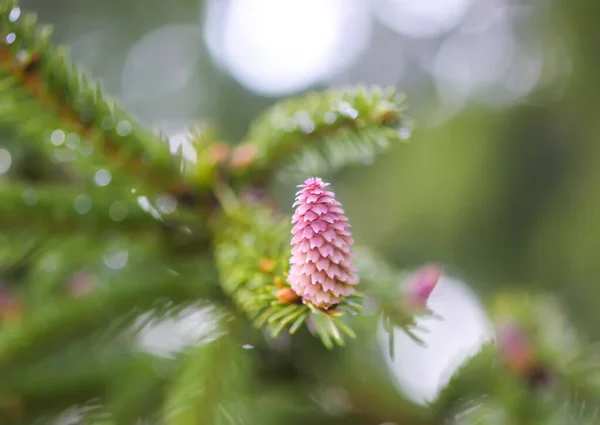 Árvore Abeto Floresta Primavera Com Cones Suaves Jovens Abril Dados — Fotografia de Stock