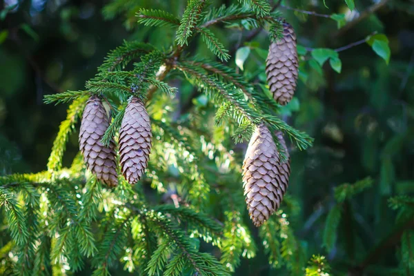 Árvore Abeto Floresta Verão Com Cones — Fotografia de Stock