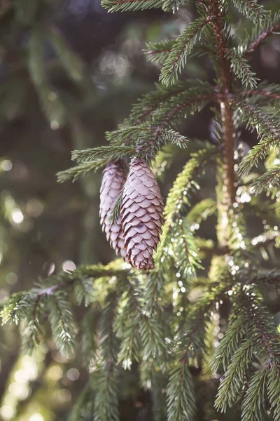 Fir Träd Sommarskog Med Kottar — Stockfoto