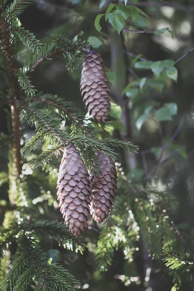 Árvore Abeto Floresta Verão Com Cones — Fotografia de Stock