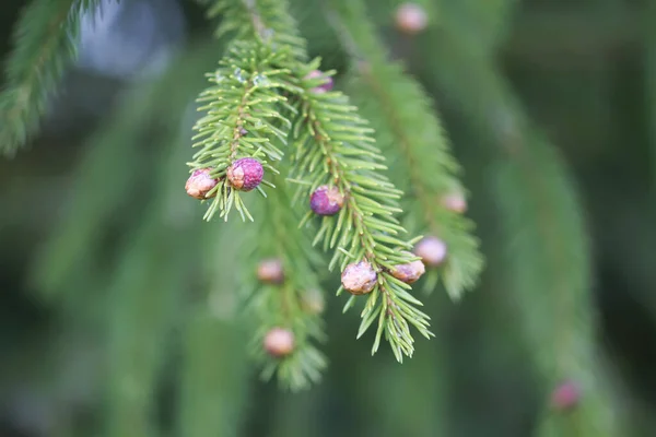 Árvore Abeto Floresta Primavera Com Cones Suaves Jovens Abril Dados — Fotografia de Stock