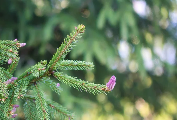 Árvore Abeto Floresta Primavera Com Cones Suaves Jovens Abril Dados — Fotografia de Stock