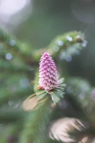 Árvore Abeto Floresta Primavera Com Cones Suaves Jovens Abril Dados — Fotografia de Stock