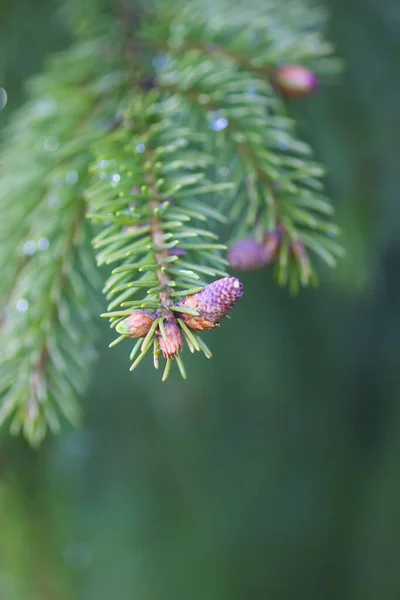 Drzewo Jodłowe Wiosennym Lesie Młodymi Miękkimi Szyszkami Kwietniu Szczegóły Dotyczące — Zdjęcie stockowe