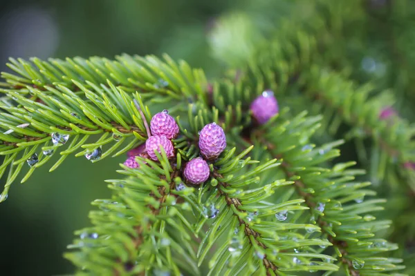 Árvore Abeto Floresta Primavera Com Cones Suaves Jovens Abril Dados — Fotografia de Stock