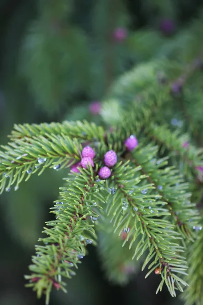 Sapin Dans Forêt Printanière Avec Les Jeunes Cônes Mous Avril — Photo