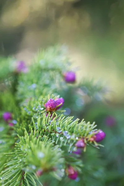 Fir Träd Vårskogen Med Unga Mjuka Kottarna April Säsongsbetonade Detaljer — Stockfoto