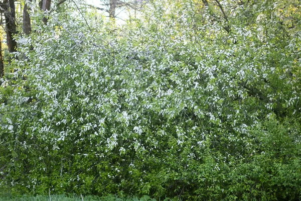 Floração Árvore Cereja Pássaro Floresta Primavera — Fotografia de Stock