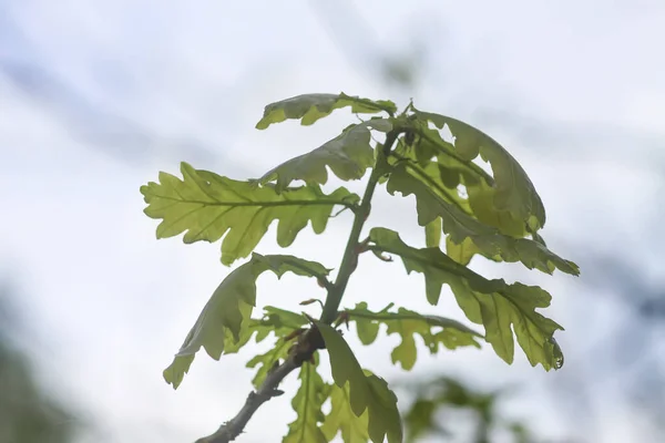 Ung Ekgren Med Gröna Blad Tidigt Våren Skogen — Stockfoto