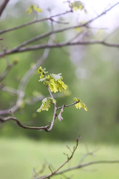 Young Oak Branch Green Leaves Early Spring Forest — Stock Photo, Image