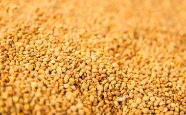 Arı poleni sarı granüller. Sağlıklı beslenme.