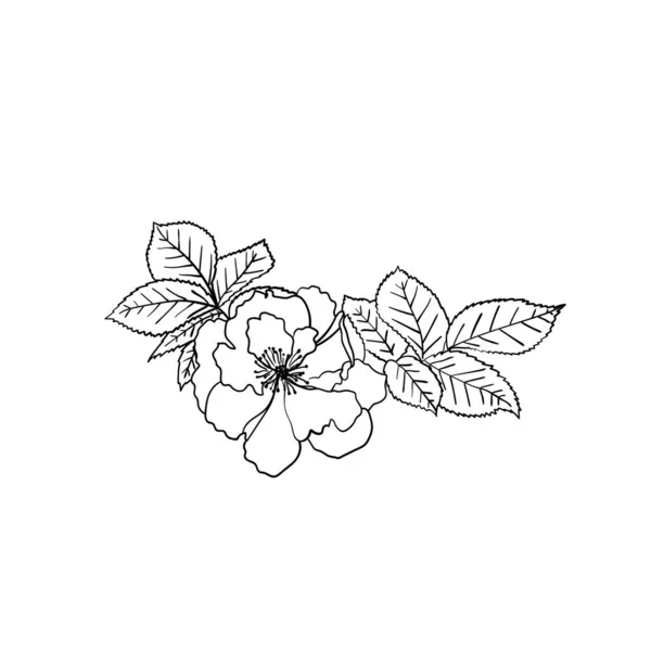 Дика Троянда Листям Векторний Ескіз Рука Намальована Ілюстрація Ботанічний Елемент — стоковий вектор