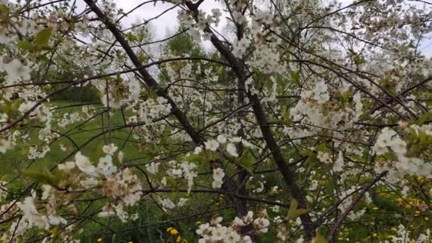 Kirschbaum Blüht Frühlingsgarten — Stockvideo