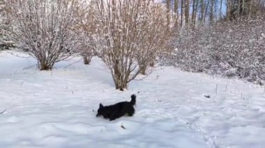 Siyah aktif köpek taze, derin karda yürüyor..