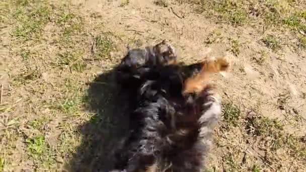 Closeup Footage Cute Dog Playing Grass Park — Video