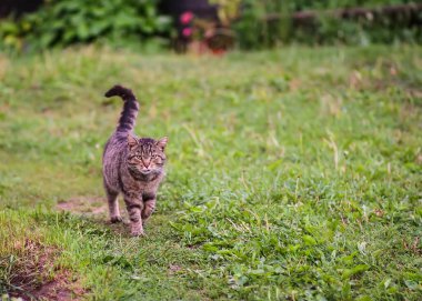 Genç çizgili gri evcil kedi yaz parkında yürüyor.
