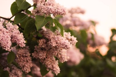 Şırınga, günbatımı ışığında çiçek açıyor. Yumuşak günbatımında mis kokulu mor leylak çalısı kırsaldaki bahar bahçesinde..