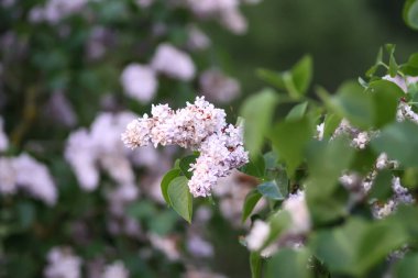Şırınga, günbatımı ışığında çiçek açıyor. Yumuşak günbatımında mis kokulu mor leylak çalısı kırsaldaki bahar bahçesinde..