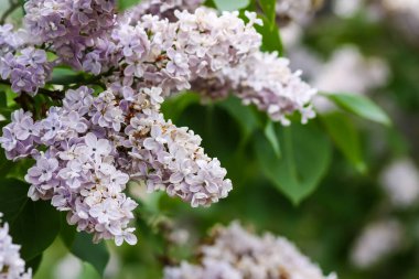 Şırınga, çiçek açan bir bitki. Kırsaldaki bahar bahçesinde mis kokulu mor leylak çalısı