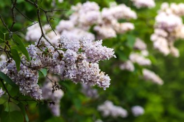 Şırınga, çiçek açan bir bitki. Kırsaldaki bahar bahçesinde mis kokulu mor leylak çalısı
